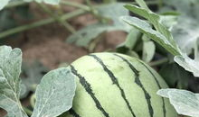 早年网红吃瓜,揭秘娱乐圈幕后真相